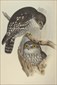 John Gould, Birds of Australia, Athene connivens