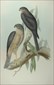 John Gould Birds of Australia