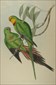 John Gould Birds of Australia