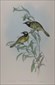 John Gould, Birds of Australia