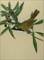 John Lewin Birds of New South Wales
