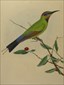 John Lewin Birds of New South Wales
