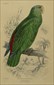 Edward Lear bird prints