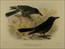 Gregory Mathews Birds of Australia