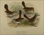 Gregory mathews Birds of Australia