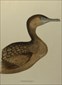 Diggles, Ornithology of Australia