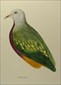 Sylvester Diggles, Ornithology of Australia