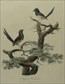 Australian birds, Original prints
