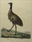 Original bird prints, Australia