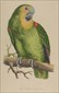 Natural history prints, Birds, WT Greene