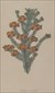 Botanical prints, Joseph Paxton