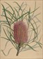 Botanical prints, Paxton
