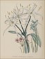Botanical prints, Jane Webb Loudon