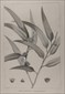 Botanical prints, Redoute