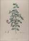 Botanical prints, Pierre Joseph Redoute