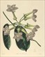 Botanical prints, Benjamin Maund