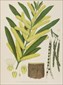 Botanical prints, Joseph Maiden