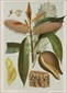 Botanical prints, Joseph Maiden