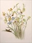 Botanical prints, Louisa Anne Meredith