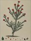 H.C. Andrews, Botanical prints