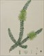 H.C. Andrews, Botanical prints