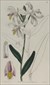 Sydenham Edwards, Botanical prints
