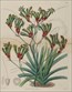 Botanical prints, Sydenham Edwards