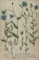 Botanical prints, Johann Wilhelm Weinmann