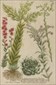 Botanical prints, Johann Wilhelm Weinmann