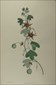 Australian botanicals, Sir Joseph Banks