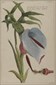 Botanical prints, Pierre Joseph Buchoz