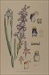 Botanical prints, various artists