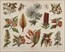 Botanical prints, various artists