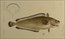 Australian fish, Frederick McCoy