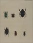 Various artists, Insects