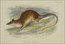 Richard Lydekker Australian mammals
