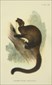 Richard Lydekker Australian Mammals