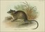 Richard Lydekker Australian mammals