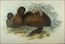 John Gould, Birds of Australia Specials