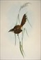 John Gould, Birds of Australia Special items.