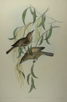 John Gould, Birds of Australia Sale items