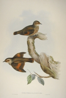 John Gould, Birds of Australia Specials