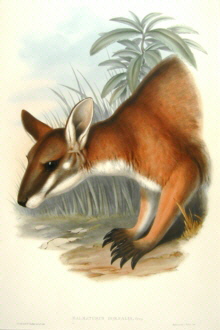 John Gould, Mammals of Australia Specials