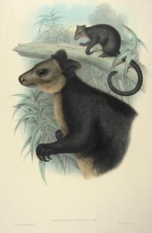 John Gould, Mammals of Australia Specials