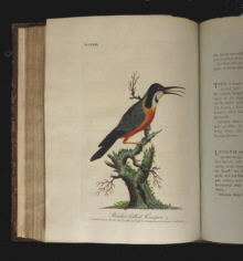 John Latham, A General Synopsis of Birds