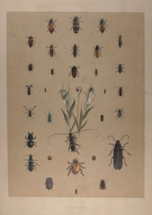 George French Angas, Insects