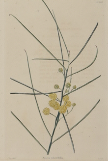 Botanical prints, Botanical Cabinet
