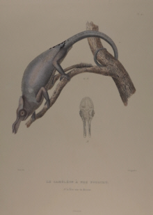 Natural history, Bougainville