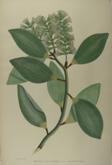 Australian botanicals, Sir Joseph Banks