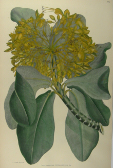 Botanical Prints, Sir Joseph Banks